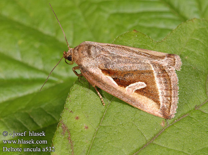 Morička močiarna Gråkantat glansfly Lápi apróbagoly Совка-листовертка бурая Deltote uncula Lithacodia Eustrotia Silver Hook Ried-Grasmotteneulchen Světlopáska bahenní Zilverhaak Starrglansfly Star-dagugle Sarakiiltoyökkönen Geltonkraštis pelėdgalviukas