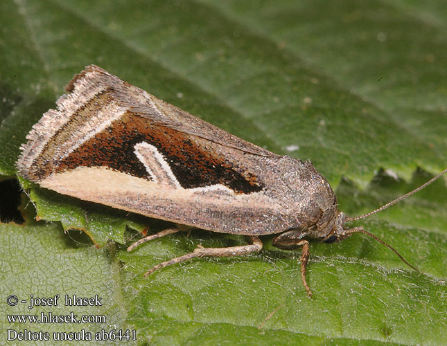 Совка-листовертка бурая Deltote uncula Lithacodia Eustrotia Silver Hook Ried-Grasmotteneulchen Světlopáska bahenní Zilverhaak Starrglansfly Star-dagugle Sarakiiltoyökkönen Geltonkraštis pelėdgalviukas Morička močiarna Gråkantat glansfly Lápi apróbagoly