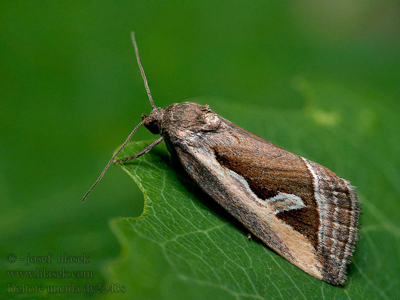 Lithacodia Eustrotia Silver Hook Ried-Grasmotteneulchen Deltote uncula