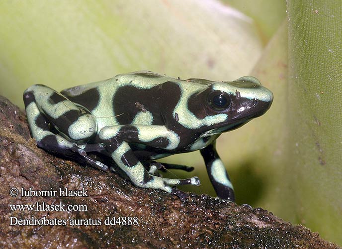 Dendrobates auratus Green Poison Dart Frog Black Pralesnička batikovaná batiková 丛蛙 Dendrobate doré Nom vernaculaire Gouden pijlgifkikker Dendrobate dorato ミドリヤドクガエル Arany fakúszóbéka Goldbaumsteiger Giftpfeil Frosch Pfeilgiftfrosch Drzewołaz złocisty Древолаз красящий Rana veneno flecha dorada verde