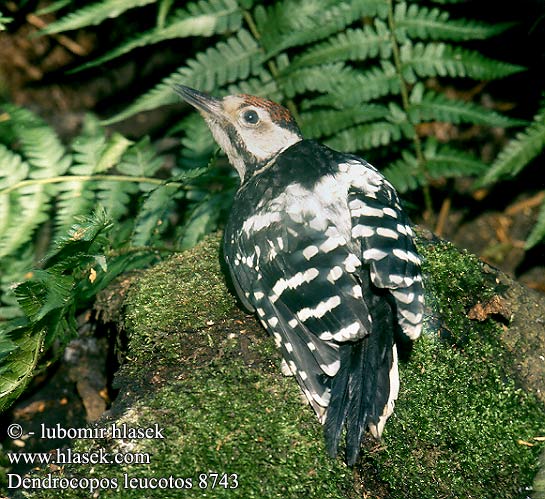 Dendrocopos leucotos 8743