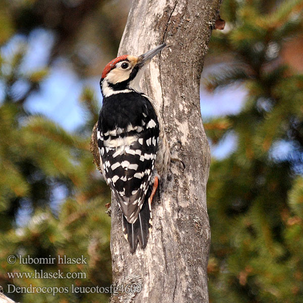 Dendrocopos leucotos White-backed Woodpecker Weißrückenspecht