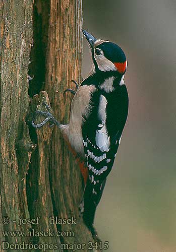 Dendrocopos major Great Spotted Woodpecker Buntspecht