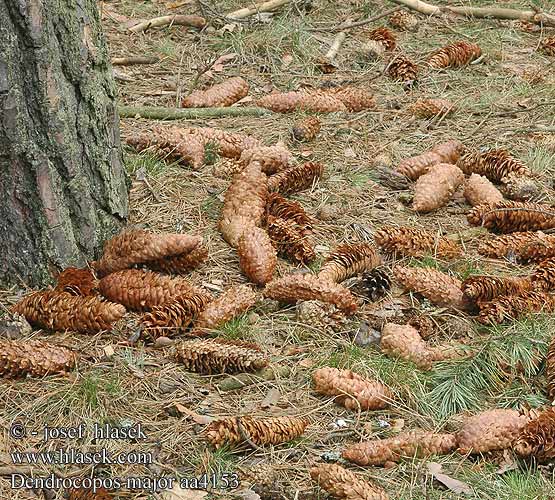 Grote Bonte Specht Käpytikka Picchio rosso maggiore Flaggspett