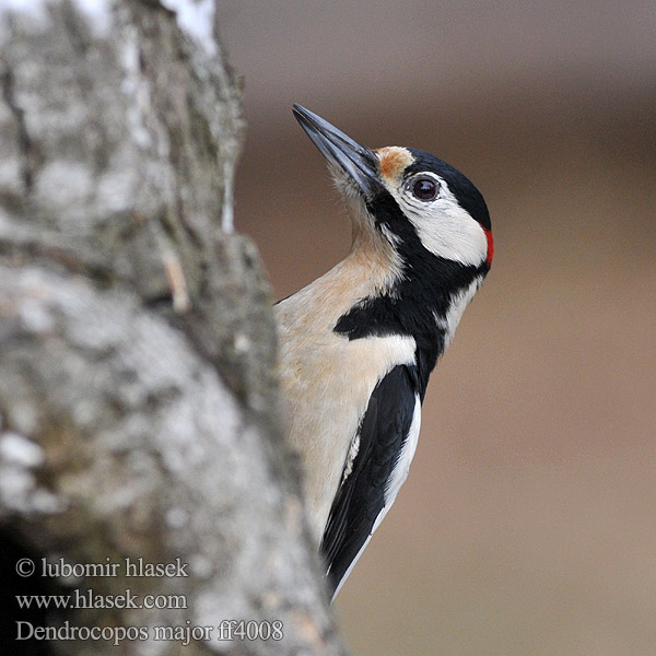 Great Spotted Woodpecker Dendrocopos major Buntspecht