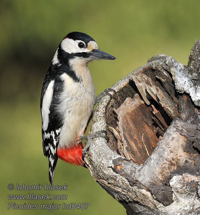 Dendrocopos major Pico Picapinos