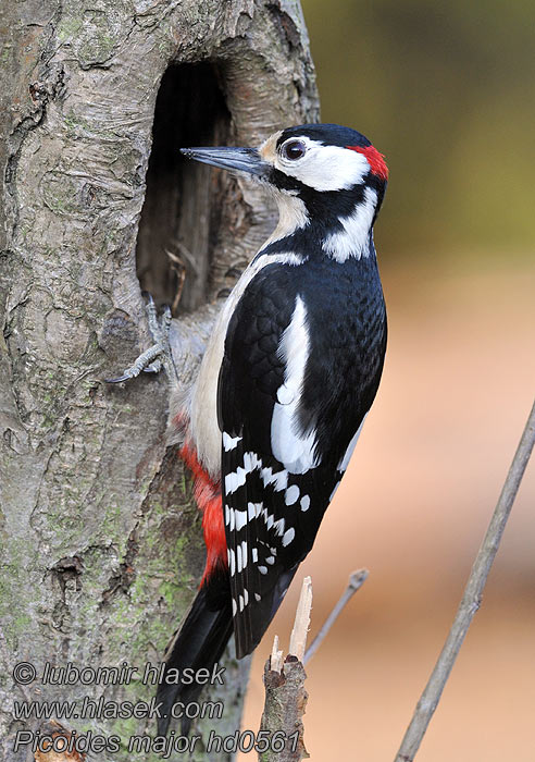 Dendrocopos major Stor Flagspætte