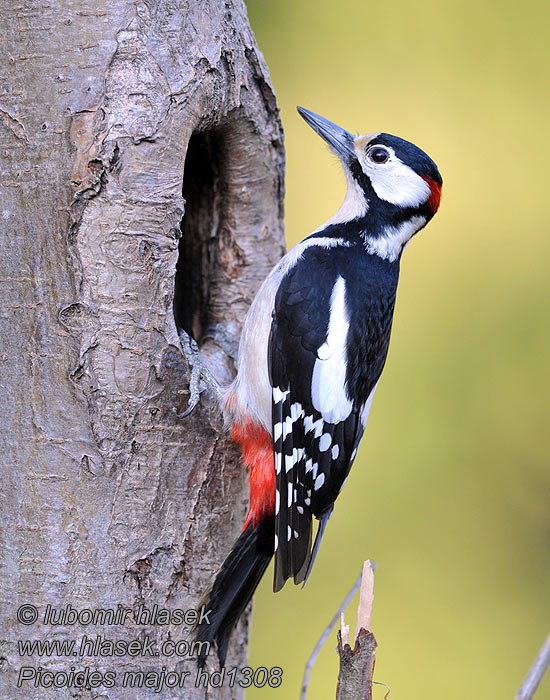 Dendrocopos major Picchio rosso maggiore