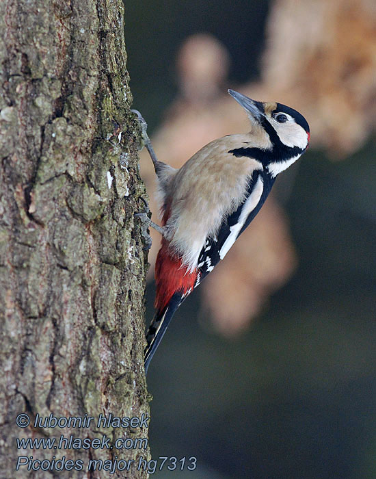 Dendrocopos major Större hackspett