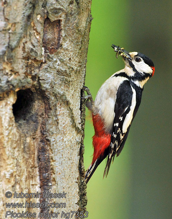 Dendrocopos major 大斑啄木鳥