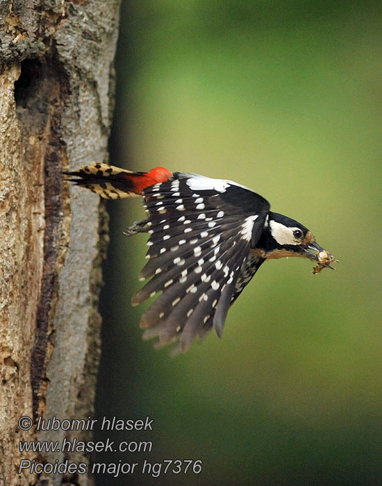 Dendrocopos major アカゲラ 오색딱다구리