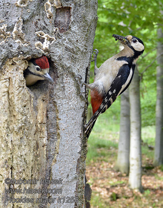 Dendrocopos major Παρδαλοτσικλιτάρα