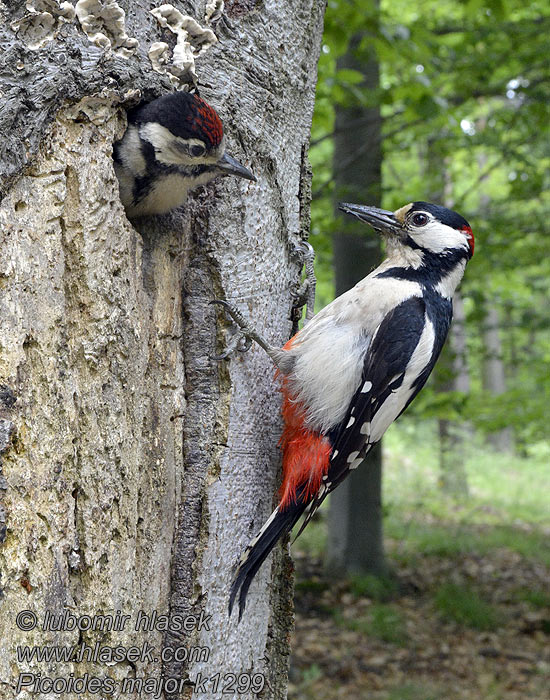 Dendrocopos major Великий строкатий дятел