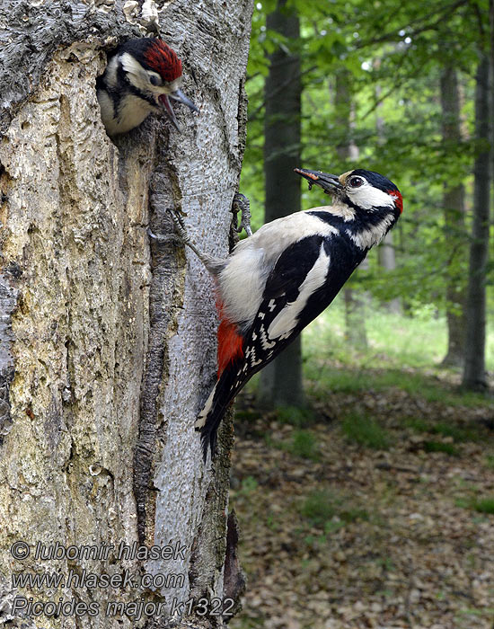 Dendrocopos major Orman alaca ağaçkakanı