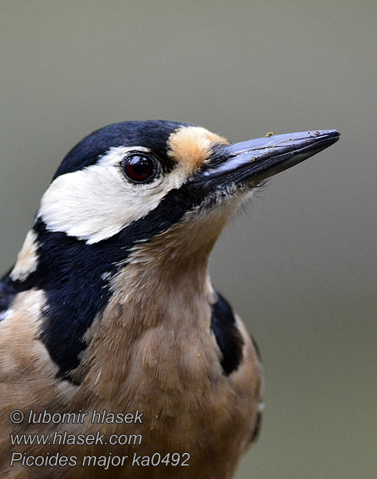 Dendrocopos major Dzięcioł duży