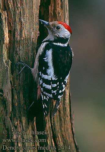 Dendrocopos medius Middle Spotted Woodpecker Mittelspecht Pic mar Pico Mediano Strakapoud prostřední Mellemflagspætte Middelste Bonte Specht Tammitikka Picchio rosso mezzano Mellomspett Mellanspett Средний пестрый Дятел ヒメアカゲラ Μεσοτσικλιτάρα Pica-pau-mediano Середній дятел Ortanca Ağaçkakan Dzięcioł średni Közép fakopáncs Ďateľ prostredný Tamme-kirjurähn