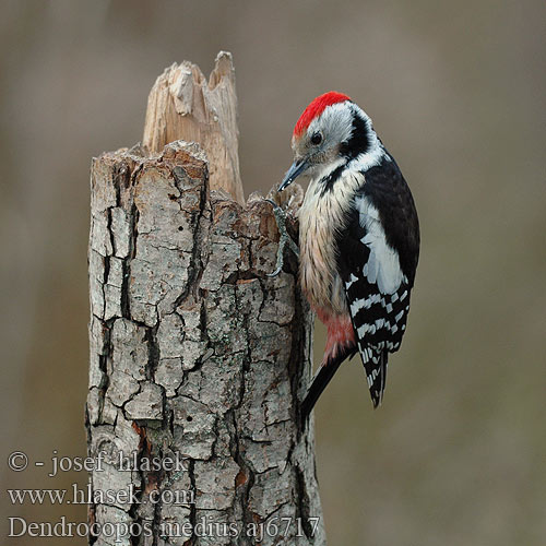 Dzięcioł średni Közép fakopáncs Ďateľ prostredný Tamme-kirjurähn Dendrocopos medius Middle Spotted Woodpecker Mittelspecht Pic mar Pico Mediano Strakapoud prostřední Mellemflagspætte Middelste Bonte Specht Tammitikka Picchio rosso mezzano Mellomspett Mellanspett Средний пестрый Дятел ヒメアカゲラ Μεσοτσικλιτάρα Pica-pau-mediano Середній дятел Ortanca Ağaçkakan