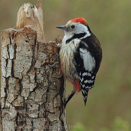 Middle Spotted Woodpecker Mittelspecht Pic mar Pico Mediano Strakapoud prostřední Mellemflagspætte Middelste Bonte Specht Tammitikka Picchio rosso mezzano Mellomspett Mellanspett Средний пестрый Дятел ヒメアカゲラ Μεσοτσικλιτάρα Pica-pau-mediano Середній дятел Ortanca Ağaçkakan Dzięcioł średni Közép fakopáncs Ďateľ prostredný Tamme-kirjurähn Dendrocopos medius