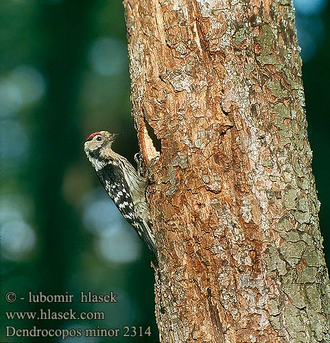 Dendrocopos minor Lesser Spotted Woodpecker Kleinspecht Pic épeichette Pico Menor Strakapoud malý Lille Flagspætte Kleine Bonte Specht Pikkutikka Picchio rosso minore Dvergspett Mindre hackspett 小斑啄木鸟 Дятел малый コアカゲラ Νανοτσικλιτάρα Pica-pau-malhado-pequeno Малий дятел Küçük ağaçkakan Dzięciołek Kis fakopáncs Ďateľ malý Väike-kirjurähn