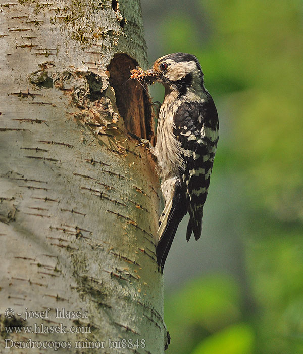 Strakapoud malý Dendrocopos minor Lesser Spotted Woodpecker Kleinspecht Pic épeichette Pico Menor Lille Flagspætte Kleine Bonte Specht Pikkutikka Picchio rosso minore Dvergspett Mindre hackspett 小斑啄木鸟 Дятел малый コアカゲラ Νανοτσικλιτάρα Pica-pau-malhado-pequeno Малий дятел Küçük ağaçkakan Dzięciołek Kis fakopáncs Ďateľ malý Väike-kirjurähn