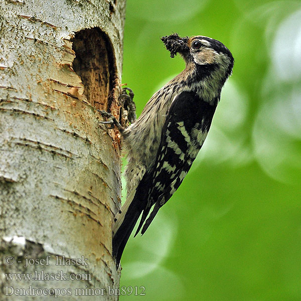 Lesser Spotted Woodpecker Strakapoud malý Dendrocopos minor Kleinspecht Pic épeichette Pico Menor Lille Flagspætte Kleine Bonte Specht Pikkutikka Picchio rosso minore Dvergspett Mindre hackspett 小斑啄木鸟 Дятел малый コアカゲラ Νανοτσικλιτάρα Pica-pau-malhado-pequeno Малий дятел Küçük ağaçkakan Dzięciołek Kis fakopáncs Ďateľ malý Väike-kirjurähn