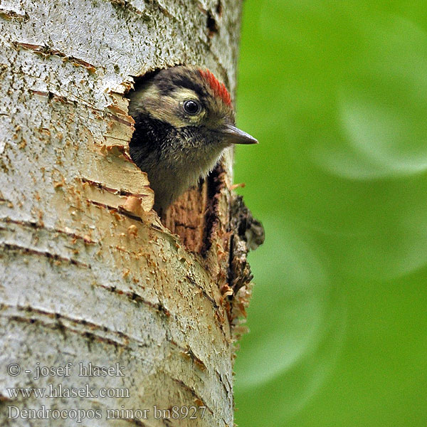 Dendrocopos minor Kleinspecht Pic épeichette Pico Menor Lille Flagspætte Kleine Bonte Specht Pikkutikka Picchio rosso minore Dvergspett Mindre hackspett 小斑啄木鸟 Дятел малый コアカゲラ Νανοτσικλιτάρα Pica-pau-malhado-pequeno Малий дятел Küçük ağaçkakan Dzięciołek Kis fakopáncs Ďateľ malý Väike-kirjurähn Lesser Spotted Woodpecker Strakapoud malý