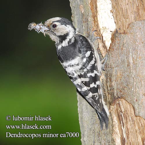 Pica-pau-malhado-pequeno Малий дятел Küçük ağaçkakan Dzięciołek Kis fakopáncs Ďateľ malý Väike-kirjurähn Dendrocopos minor Lesser Spotted Woodpecker Kleinspecht Pic épeichette Pico Menor Strakapoud malý Lille Flagspætte Kleine Bonte Specht Pikkutikka Picchio rosso minore Dvergspett Mindre hackspett 小斑啄木鸟 Дятел малый コアカゲラ Νανοτσικλιτάρα