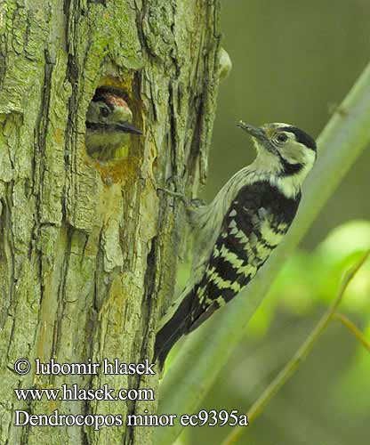 Küçük ağaçkakan Dzięciołek Kis fakopáncs Ďateľ malý Väike-kirjurähn Lesser Spotted Woodpecker Kleinspecht Pic épeichette Pico Menor strakapoud malý Lille Flagspætte Kleine Bonte Specht Pikkutikka Picchio rosso minore Dvergspett Mindre hackspett Dendrocopos minor 小斑啄木鸟 Дятел малый コアカゲラ Νανοτσικλιτάρα Pica-pau-malhado-pequeno Малий дятел