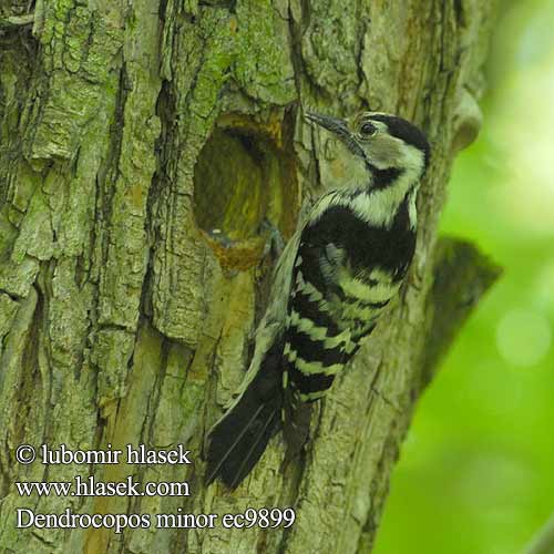 Lesser Spotted Woodpecker Kleinspecht Pic épeichette Pico Menor strakapoud malý Lille Flagspætte Kleine Bonte Specht Pikkutikka Picchio rosso minore Dvergspett Mindre hackspett Dendrocopos minor 小斑啄木鸟 Дятел малый コアカゲラ Νανοτσικλιτάρα Pica-pau-malhado-pequeno Малий дятел Küçük ağaçkakan Dzięciołek Kis fakopáncs Ďateľ malý Väike-kirjurähn