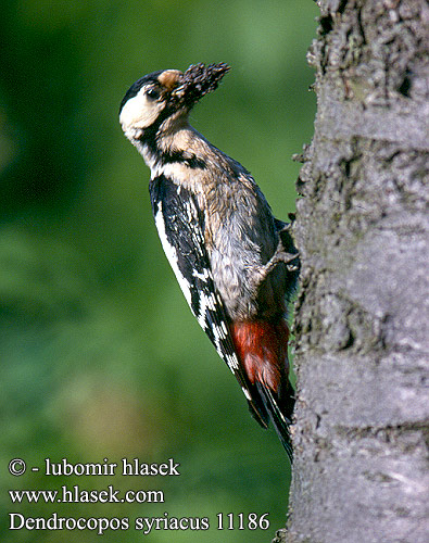 Dendrocopos syriacus Syrian Woodpecker Blutspecht Pic syriaque Pico Sirio Strakapoud jižní Syrisk Spætte Syrische Bonte Specht Syyriantikka Picchio rosso Siria Syriaspett Balkanspett Сирийский дятел カオジロアカゲラ Βαλκανοτσικλιτάρα Сірійський дятел Alaca Ağaçkakan נקר סורי Dzięcioł białoszyi Pica-pau-sí Balkáni fakopáncs Ďateľ hnedkavý Сирийският пъстър кълвач Sirijski djetlić Ciocănitoare grădini Sirijski detel Seoski detlić