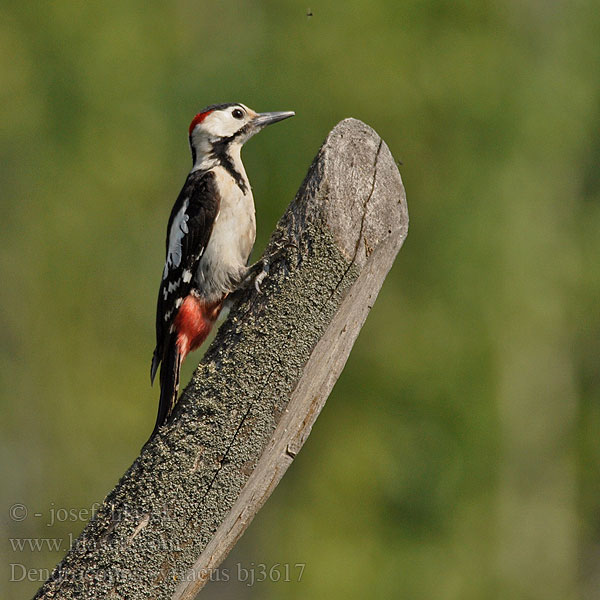 Syrian Woodpecker Blutspecht Pic syriaque Pico Sirio Strakapoud jižní Syrisk Spætte Syrische Bonte Specht Syyriantikka Picchio rosso Siria Syriaspett Balkanspett Сирийский дятел カオジロアカゲラ Βαλκανοτσικλιτάρα Сірійський дятел Alaca Ağaçkakan נקר סורי Dzięcioł białoszyi Pica-pau-sí Balkáni fakopáncs Ďateľ hnedkavý Сирийският пъстър кълвач Sirijski djetlić Ciocănitoare grădini Sirijski detel Seoski detlić Dendrocopos syriacus