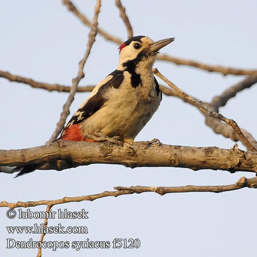 Сирийският пъстър кълвач Sirijski djetlić Ciocănitoare grădini Sirijski detel Seoski detlić Dendrocopos syriacus Syrian Woodpecker Blutspecht Pic syriaque Pico Sirio Strakapoud jižní Syrisk Spætte Syrische Bonte Specht Syyriantikka Picchio rosso Siria Syriaspett Balkanspett Сирийский дятел カオジロアカゲラ Βαλκανοτσικλιτάρα Сірійський дятел Alaca Ağaçkakan נקר סורי Dzięcioł białoszyi Pica-pau-sí Balkáni fakopáncs Ďateľ hnedkavý