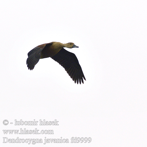 Dendrocygna javanica Lesser Whistling-Duck Husička malá Javapfeifgans Suirirí Java Dendrocygne siffleur Dendrocigna indiana リュウキュウガモ Træand Intianviheltäjäsorsa Roðablístra Indische Fluiteend Småplystreand Drzewica indyjska Яванская свистящая утка Stromárka malá Orientvisseland ברווז שורק  Belibis Kembang Mali žvižgač เป็ดแดง Java Islıkçı Ördeği 树鸭 栗树鸭 栗樹鴨