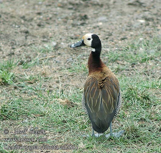 Dendrocygna viduata White-faced Whistling-duck Whistling Duck Nonnetræand Nonneand Huppuviheltäjäsorsa naamioviheltäjäsorsa Dendrocygne veuf face blanche Witwangfluiteend Dendrocigna facciabianca Sujtásos fütyülőlúd Witwenpfeifgans Witwenente Drzewica wdówka bialolica Husička vdovka vdova Yaguasa Cara Blanca Sirirí pampa Pijije cariblanco Suirirí Vithuvad visseland Whitefaced duck Nonnetjie-eend シロガオリュウキュウガモ Irere Irerê Maskeplystreand Белолицая свистящая утка Stromárka vdovská Vdovska raca Vdovski žvižgač Ak-yüzlü Islıkçı Ördek Ak yüzlü yüzlüıslıkçı 白脸树鸭