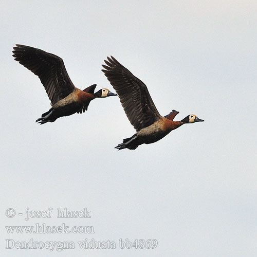 Witwenpfeifgans Witwenente Drzewica wdówka bialolica Husička vdovka vdova Yaguasa Cara Blanca Sirirí pampa Pijije cariblanco Suirirí Vithuvad visseland Whitefaced duck Nonnetjie-eend シロガオリュウキュウガモ Irere Irerê Maskeplystreand Белолицая свистящая утка Stromárka vdovská Vdovska raca Vdovski žvižgač Ak-yüzlü Islıkçı Ördek Ak yüzlü yüzlüıslıkçı 白脸树鸭 Dendrocygna viduata White-faced Whistling-duck Whistling Duck Nonnetræand Nonneand Huppuviheltäjäsorsa naamioviheltäjäsorsa Dendrocygne veuf face blanche Witwangfluiteend Dendrocigna facciabianca Sujtásos fütyülőlúd