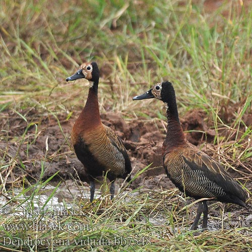 Husička vdovka vdova Yaguasa Cara Blanca Sirirí pampa Pijije cariblanco Suirirí Vithuvad visseland Whitefaced duck Nonnetjie-eend シロガオリュウキュウガモ Irere Irerê Maskeplystreand Белолицая свистящая утка Stromárka vdovská Vdovska raca Vdovski žvižgač Ak-yüzlü Islıkçı Ördek Ak yüzlü yüzlüıslıkçı 白脸树鸭 Dendrocygna viduata White-faced Whistling-duck Whistling Duck Nonnetræand Nonneand Huppuviheltäjäsorsa naamioviheltäjäsorsa Dendrocygne veuf face blanche Witwangfluiteend Dendrocigna facciabianca Sujtásos fütyülőlúd Witwenpfeifgans Witwenente Drzewica wdówka bialolica