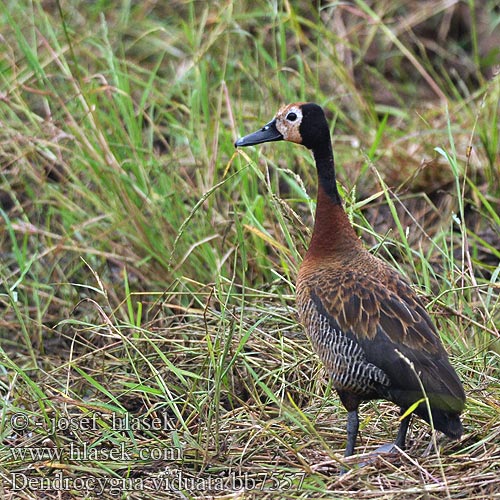 Vithuvad visseland Whitefaced duck Nonnetjie-eend シロガオリュウキュウガモ Irere Irerê Maskeplystreand Белолицая свистящая утка Stromárka vdovská Vdovska raca Vdovski žvižgač Ak-yüzlü Islıkçı Ördek Ak yüzlü yüzlüıslıkçı 白脸树鸭 Dendrocygna viduata White-faced Whistling-duck Whistling Duck Nonnetræand Nonneand Huppuviheltäjäsorsa naamioviheltäjäsorsa Dendrocygne veuf face blanche Witwangfluiteend Dendrocigna facciabianca Sujtásos fütyülőlúd Witwenpfeifgans Witwenente Drzewica wdówka bialolica Husička vdovka vdova Yaguasa Cara Blanca Sirirí pampa Pijije cariblanco Suirirí