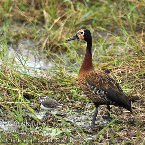 Ak-yüzlü Islıkçı Ördek Ak yüzlü yüzlüıslıkçı 白脸树鸭 Dendrocygna viduata White-faced Whistling-duck Whistling Duck Nonnetræand Nonneand Huppuviheltäjäsorsa naamioviheltäjäsorsa Dendrocygne veuf face blanche Witwangfluiteend Dendrocigna facciabianca Sujtásos fütyülőlúd Witwenpfeifgans Witwenente Drzewica wdówka bialolica Husička vdovka vdova Yaguasa Cara Blanca Sirirí pampa Pijije cariblanco Suirirí Vithuvad visseland Whitefaced duck Nonnetjie-eend シロガオリュウキュウガモ Irere Irerê Maskeplystreand Белолицая свистящая утка Stromárka vdovská Vdovska raca Vdovski žvižgač