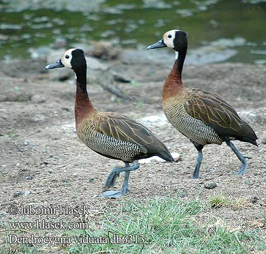 Witwenpfeifgans Witwenente Drzewica wdówka bialolica Husička vdovka vdova Yaguasa Cara Blanca Sirirí pampa Pijije cariblanco Suirirí Vithuvad visseland Whitefaced duck Nonnetjie-eend シロガオリュウキュウガモ Irere Irerê Maskeplystreand Белолицая свистящая утка Stromárka vdovská Vdovska raca Vdovski žvižgač Ak-yüzlü Islıkçı Ördek Ak yüzlü yüzlüıslıkçı 白脸树鸭 Dendrocygna viduata White-faced Whistling-duck Whistling Duck Nonnetræand Nonneand Huppuviheltäjäsorsa naamioviheltäjäsorsa Dendrocygne veuf face blanche Witwangfluiteend Dendrocigna facciabianca Sujtásos fütyülőlúd