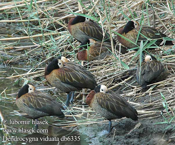 Husička vdovka vdova Yaguasa Cara Blanca Sirirí pampa Pijije cariblanco Suirirí Vithuvad visseland Whitefaced duck Nonnetjie-eend シロガオリュウキュウガモ Irere Irerê Maskeplystreand Белолицая свистящая утка Stromárka vdovská Vdovska raca Vdovski žvižgač Ak-yüzlü Islıkçı Ördek Ak yüzlü yüzlüıslıkçı 白脸树鸭 Dendrocygna viduata White-faced Whistling-duck Whistling Duck Nonnetræand Nonneand Huppuviheltäjäsorsa naamioviheltäjäsorsa Dendrocygne veuf face blanche Witwangfluiteend Dendrocigna facciabianca Sujtásos fütyülőlúd Witwenpfeifgans Witwenente Drzewica wdówka bialolica