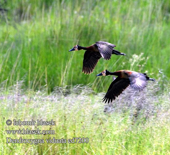 White-faced Whistling-duck Whistling Duck Nonnetræand Nonneand Huppuviheltäjäsorsa naamioviheltäjäsorsa Dendrocygne veuf face blanche Witwangfluiteend Dendrocigna facciabianca Sujtásos fütyülőlúd Witwenpfeifgans Witwenente Drzewica wdówka bialolica Husička vdovka vdova Yaguasa Cara Blanca Sirirí pampa Pijije cariblanco Suirirí Vithuvad visseland Whitefaced duck Nonnetjie-eend シロガオリュウキュウガモ Irere Irerê Maskeplystreand Белолицая свистящая утка Stromárka vdovská Vdovska raca Vdovski žvižgač Ak-yüzlü Islıkçı Ördek Ak yüzlü yüzlüıslıkçı 白脸树鸭 Dendrocygna viduata