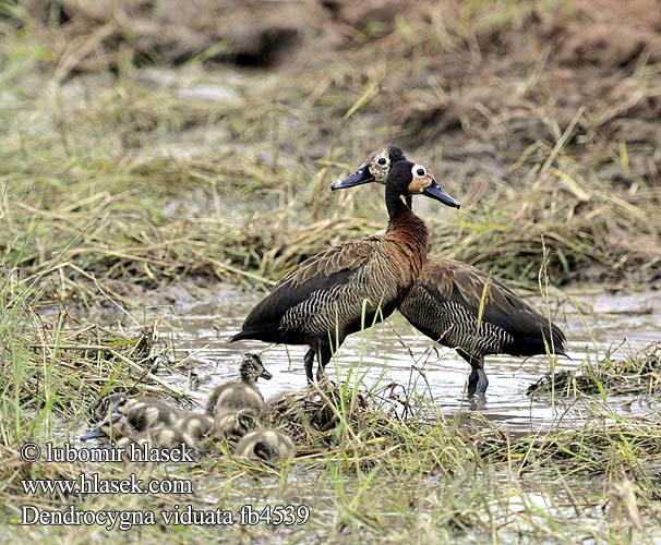 Whistling Duck Nonnetræand Nonneand Huppuviheltäjäsorsa naamioviheltäjäsorsa Dendrocygne veuf face blanche Witwangfluiteend Dendrocigna facciabianca Sujtásos fütyülőlúd Witwenpfeifgans Witwenente Drzewica wdówka bialolica Husička vdovka vdova Yaguasa Cara Blanca Sirirí pampa Pijije cariblanco Suirirí Vithuvad visseland Whitefaced duck Nonnetjie-eend シロガオリュウキュウガモ Irere Irerê Maskeplystreand Белолицая свистящая утка Stromárka vdovská Vdovska raca Vdovski žvižgač Ak-yüzlü Islıkçı Ördek Ak yüzlü yüzlüıslıkçı 白脸树鸭 Dendrocygna viduata White-faced Whistling-duck