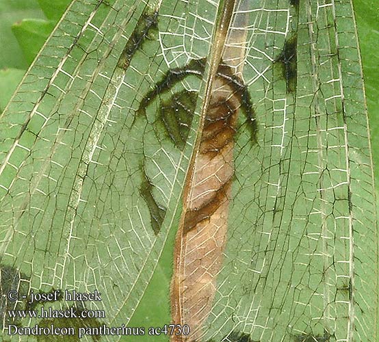 Mravcolev stromový Dendroleon pantherinus Antlion Mravkolev okatý Древесный лев пантеровидный Mrówkolew drzewny Párducfoltos hangyaleső Panther-Ameisenjungfer