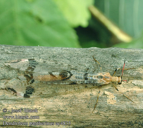 Panther-Ameisenjungfer Mravcolev stromový Dendroleon pantherinus Antlion Mravkolev okatý Древесный лев пантеровидный Mrówkolew drzewny Párducfoltos hangyaleső