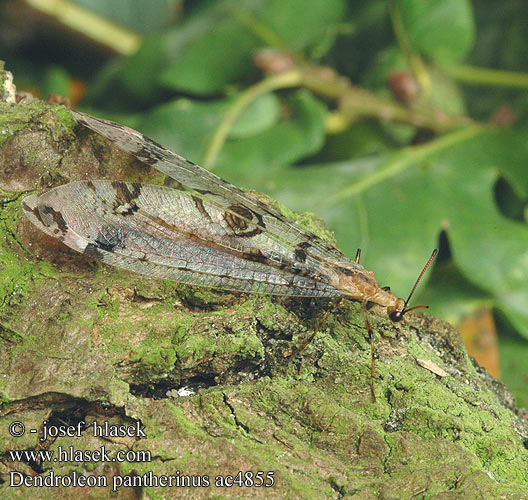 Dendroleon pantherinus Panther-Ameisenjungfer Mravcolev stromový Antlion Mravkolev okatý Древесный лев пантеровидный Mrówkolew drzewny Párducfoltos hangyaleső