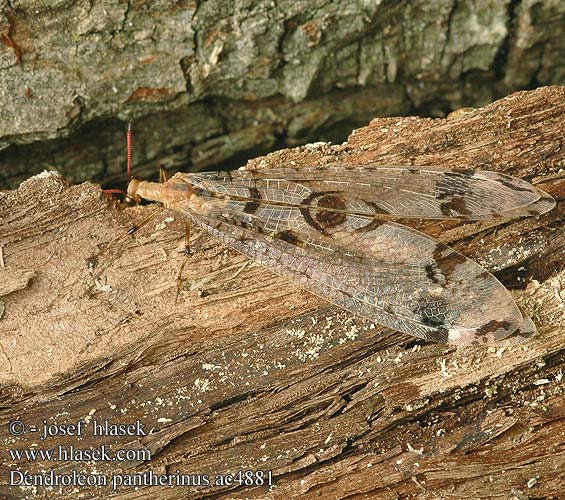 Dendroleon pantherinus Mravcolev stromový Panther-Ameisenjungfer Antlion Mravkolev okatý Древесный лев пантеровидный Mrówkolew drzewny Párducfoltos hangyaleső