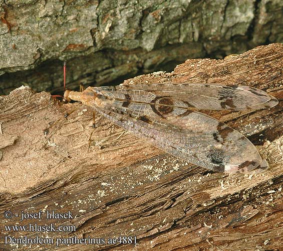 Dendroleon pantherinus Mravcolev stromový Panther-Ameisenjungfer Antlion Mravkolev okatý Древесный лев пантеровидный Mrówkolew drzewny Párducfoltos hangyaleső