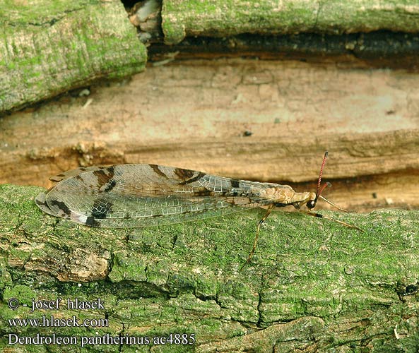 Dendroleon pantherinus Древесный лев пантеровидный Mravcolev stromový Panther-Ameisenjungfer Antlion Mravkolev okatý Mrówkolew drzewny Párducfoltos hangyaleső