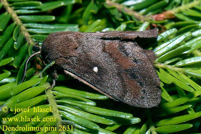 Dendrolimus pini Pine-tree Lappet Pine Moth Mäntykehrääjä Bombyx Pin Kiefernspinner Bourovec borový Lasiocampa Pino Hoja Muerta Tallspinnare Barczatka sosnówka Priadkovec borovicový Furuspinner Fyrrespinder Dennenspinner Fenyőpohók Шелкопряд сосновый