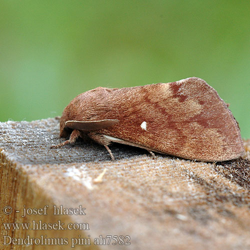 Dendrolimus pini Pine-tree Lappet Pine Moth Mäntykehrääjä Bombyx Pin Kiefernspinner Bourovec borový Lasiocampa Pino Hoja Muerta Tallspinnare Barczatka sosnówka Priadkovec borovicový Furuspinner Fyrrespinder Dennenspinner Fenyőpohók Шелкопряд сосновый 